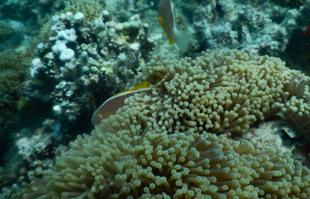 Zanzibar - Pesce: Amphiprion akallopisos