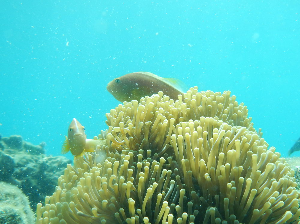 Zanzibar - Pesce: Amphiprion akallopisos