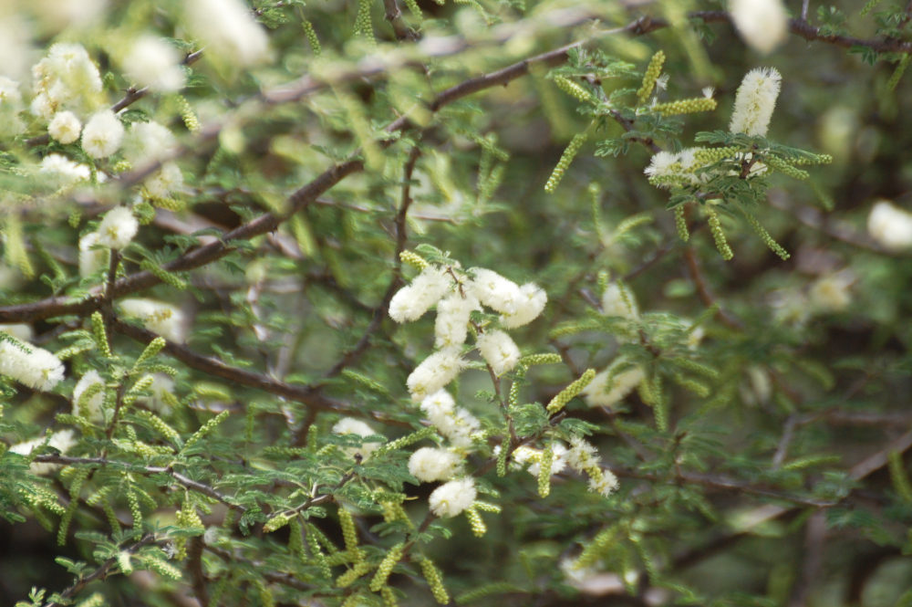 dall''Etiopia:  Acacia cfr. senegal (Fabaceae)