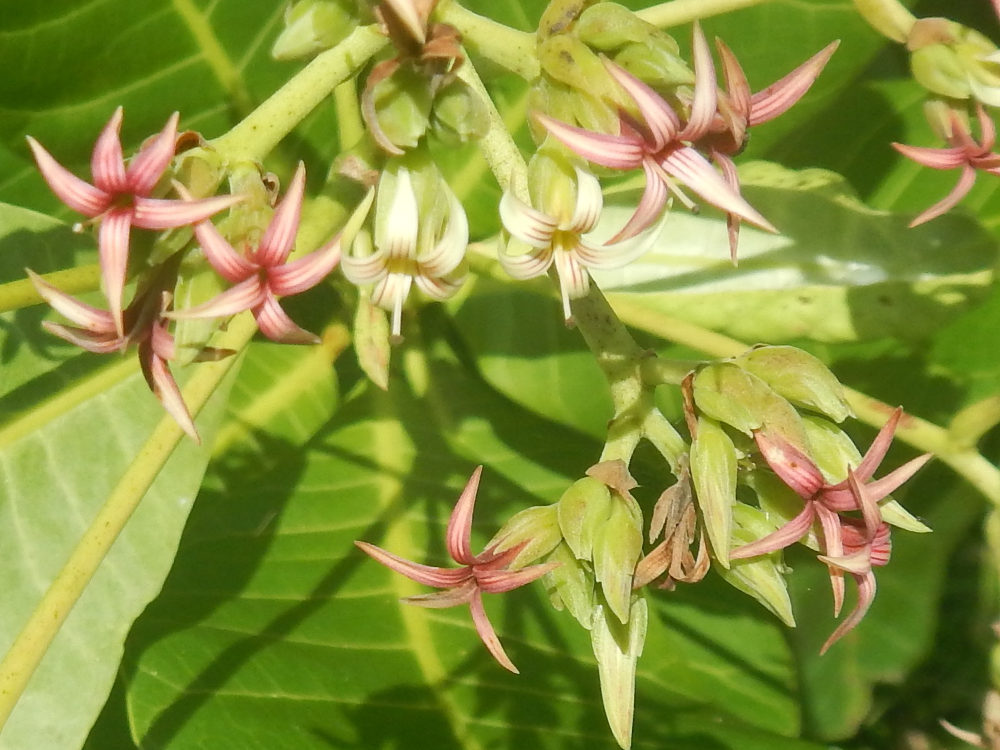 Pianta dal Brasile: Anacardium occidentale (Anacardiaceae)
