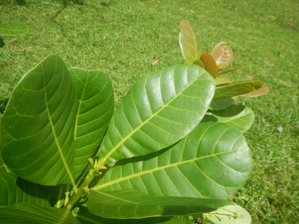 Pianta dal Brasile: Anacardium occidentale (Anacardiaceae)
