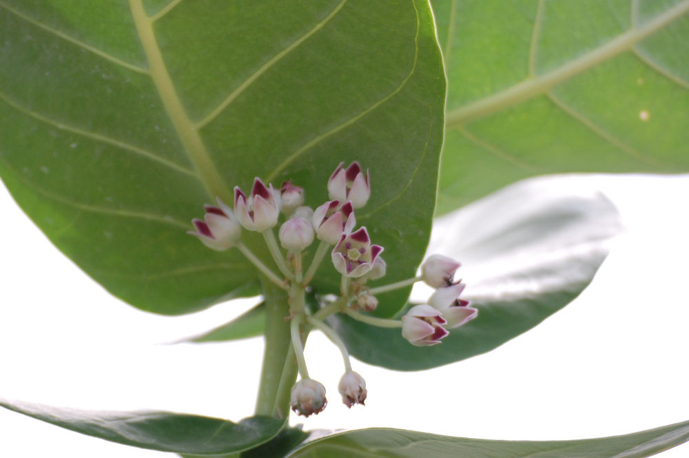 Brasile - Amazonia: Calotropis procera (Apocynaceae)