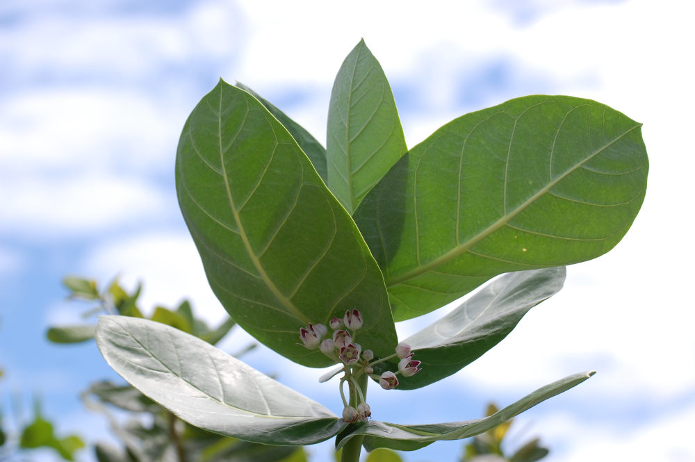 Brasile - Amazonia: Calotropis procera (Apocynaceae)