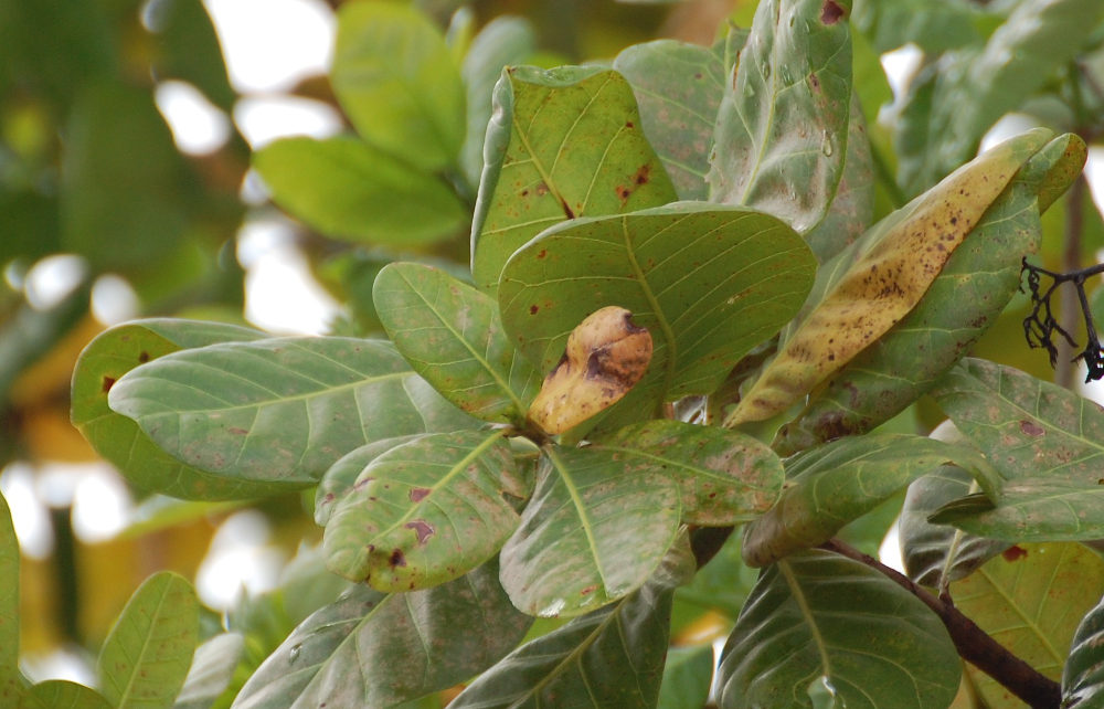 Pianta dal Brasile: Anacardium occidentale (Anacardiaceae)