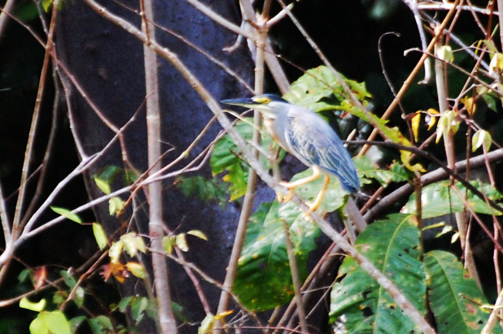 Brasile - foresta amazzonica: Airone striato (Butorides striata)
