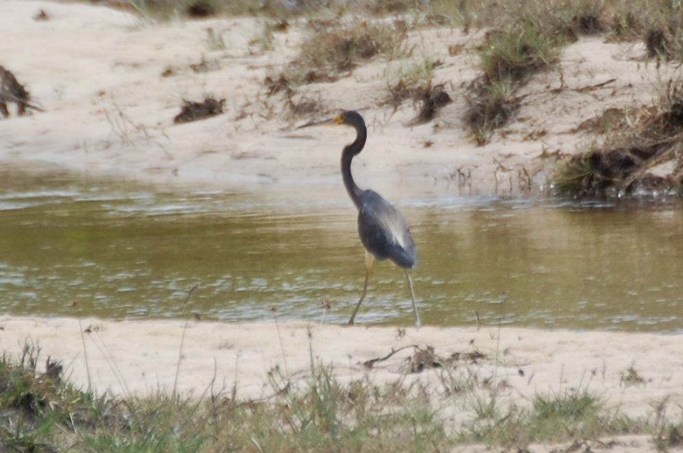 Brasile - uccello dei Len��is Maranhenses:  Airone tricolore (Egretta tricolor)