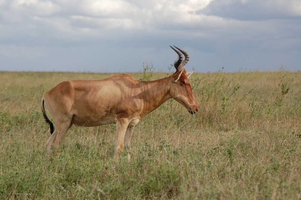 Tanzania - Alcelapo (Alcelaphus buselaphus)