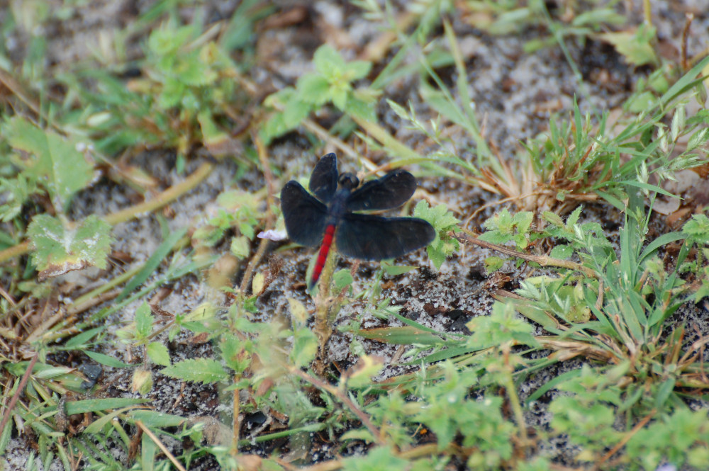 Brasile - libellula dei Len��is Maranhenses: Diastatops obscura (Libellulidae)