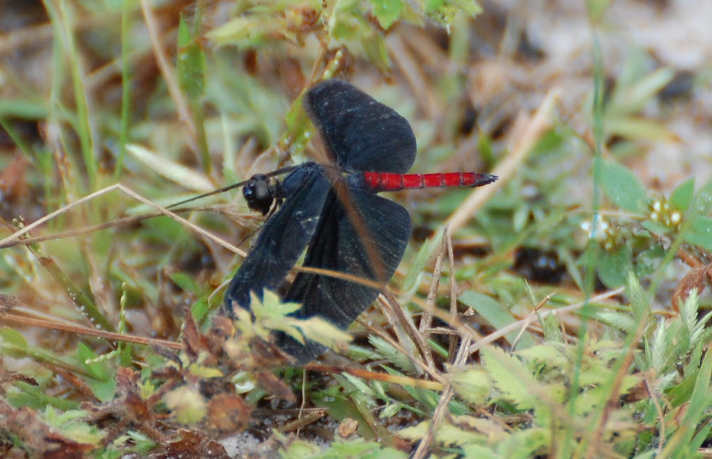 Brasile - libellula dei Lenis Maranhenses: Diastatops obscura (Libellulidae)