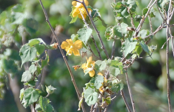 Tanzania - Abutilon fruticosum Guill. & Perr. (Malvaceae)