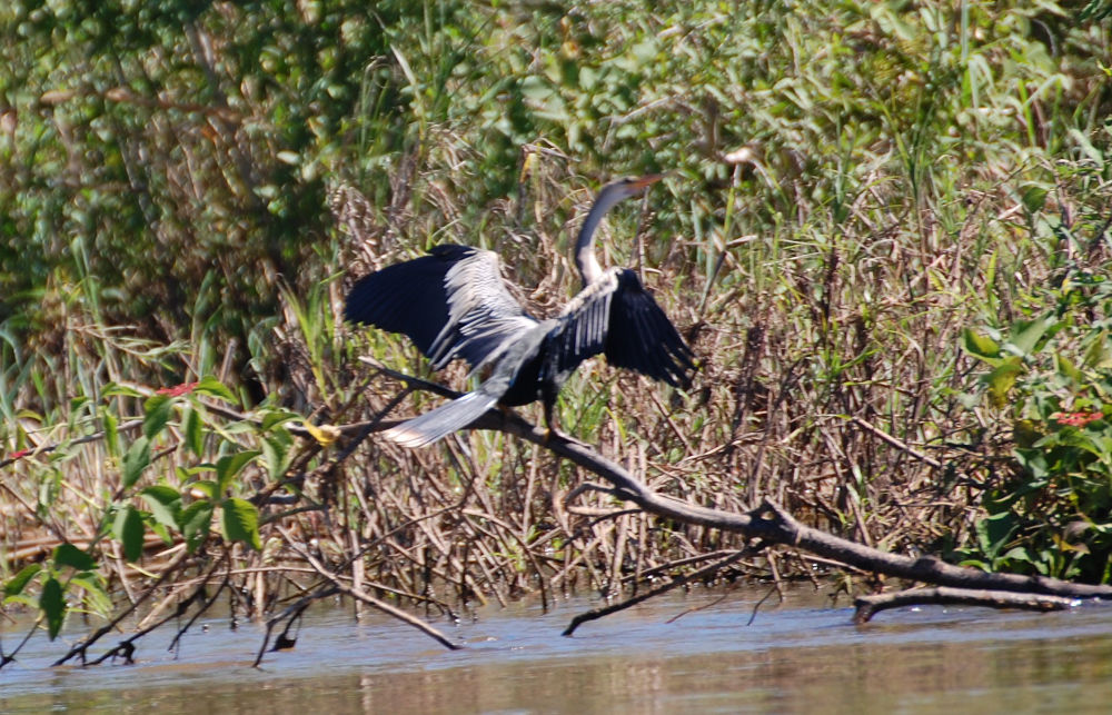 Brasile - uccello nel Pantanal: Anhinga anhinga