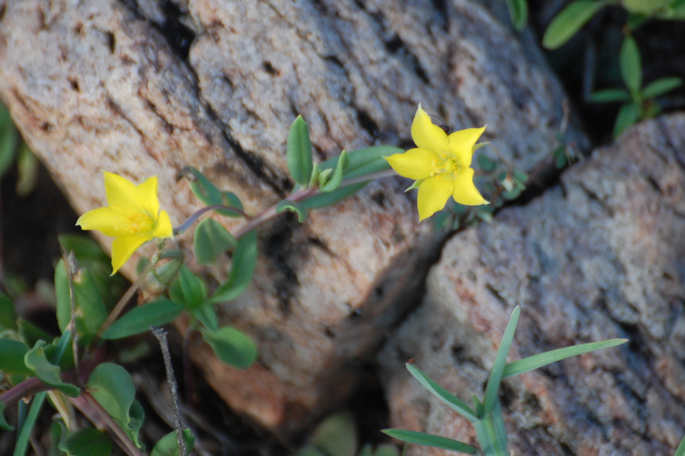 Tanzania - Talinum caffrum (Talinaceae)