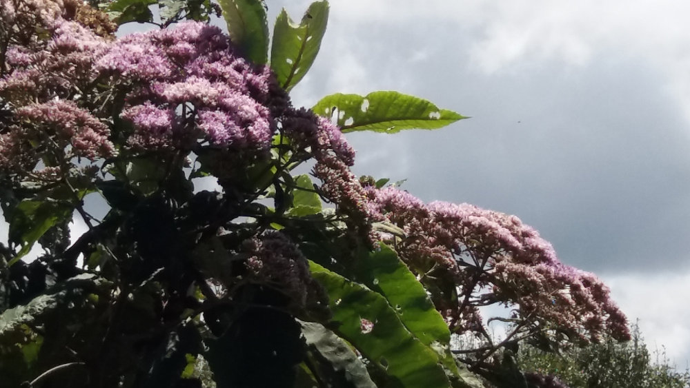 Tanzania - Gymnanthemum myrianthum   (= Vernonia myriantha)