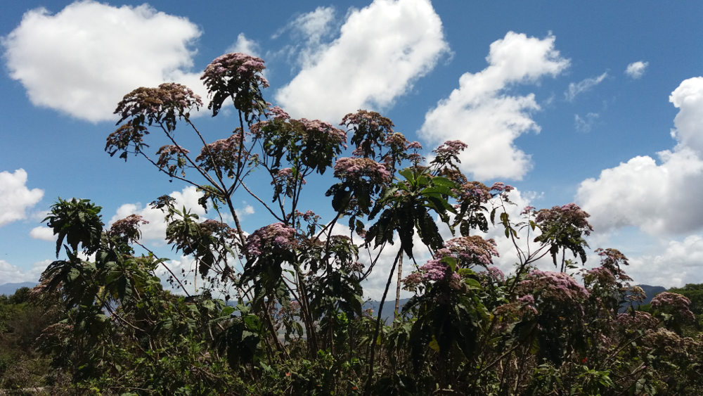 Tanzania - Gymnanthemum myrianthum   (= Vernonia myriantha)