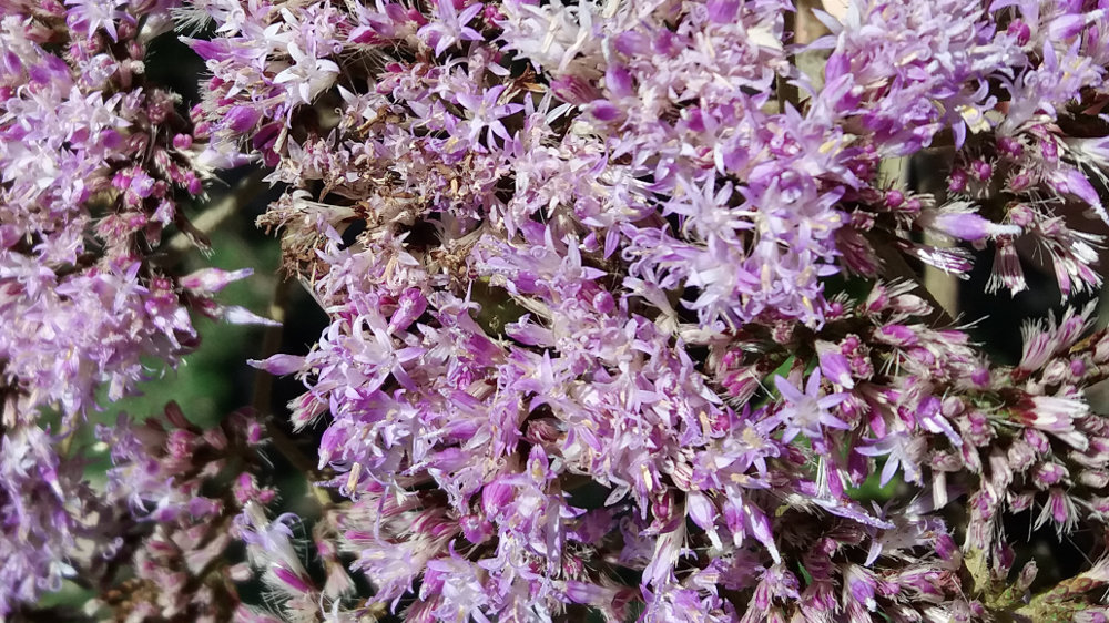 Tanzania - Gymnanthemum myrianthum   (= Vernonia myriantha)