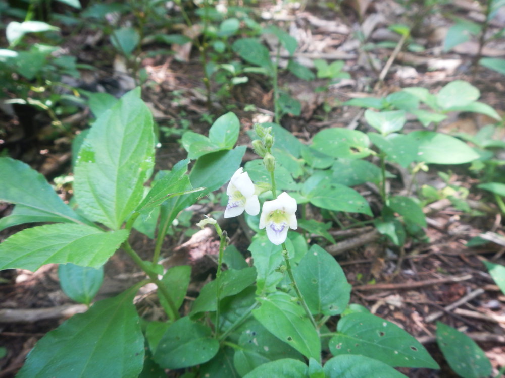 Zanzibar - Pianta:  Asystasia gangetica (Acanthaceae)