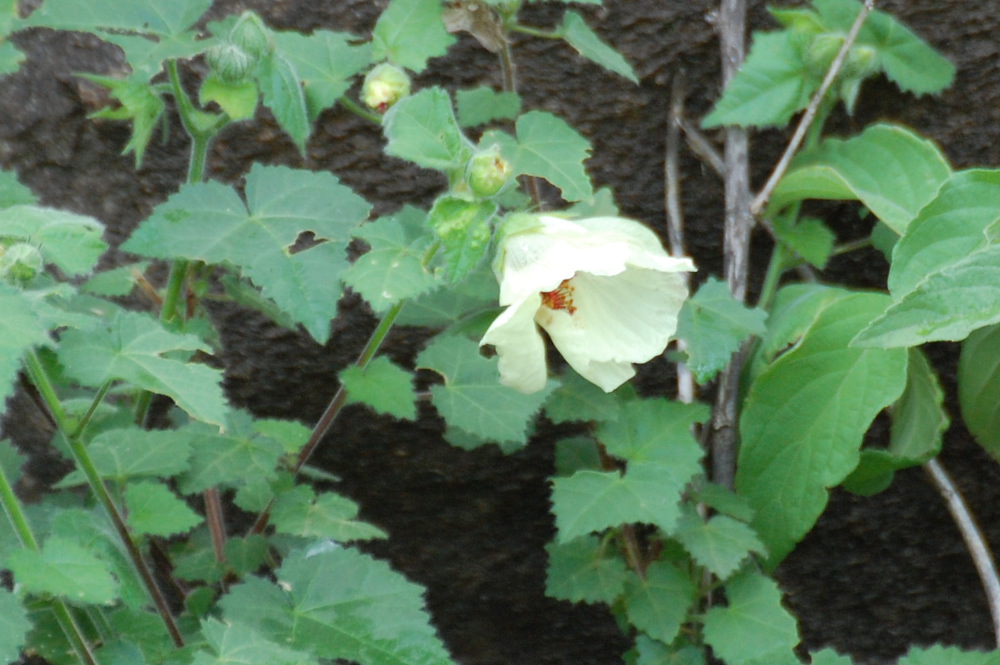 Tanzania - Hibiscus cfr. calyphyllus