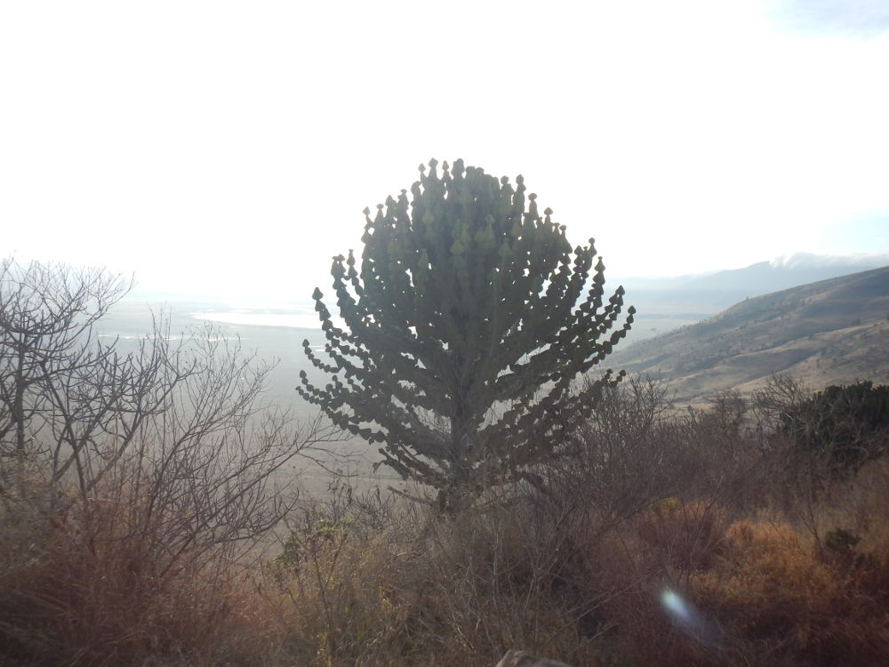 Tanzania - Euphorbia cooperi (Euphorbiaceae)