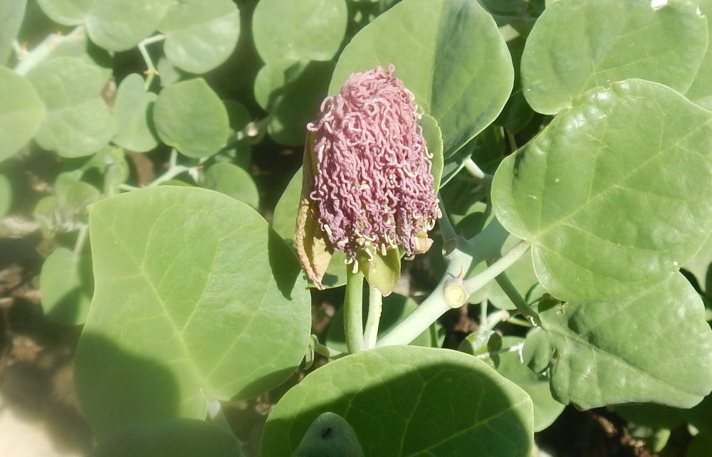 Tanzania - Capparis cartilaginea (Capparaceae)