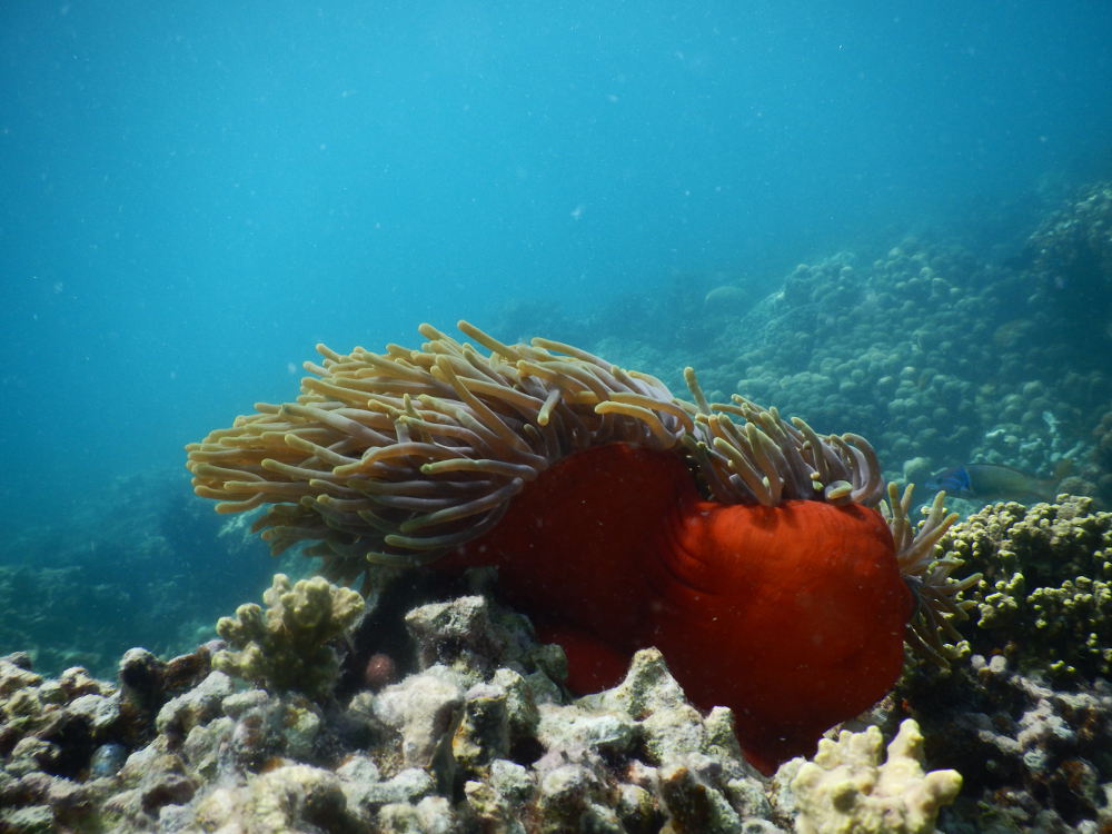 Zanzibar - Anemone: Heteractis magnifica