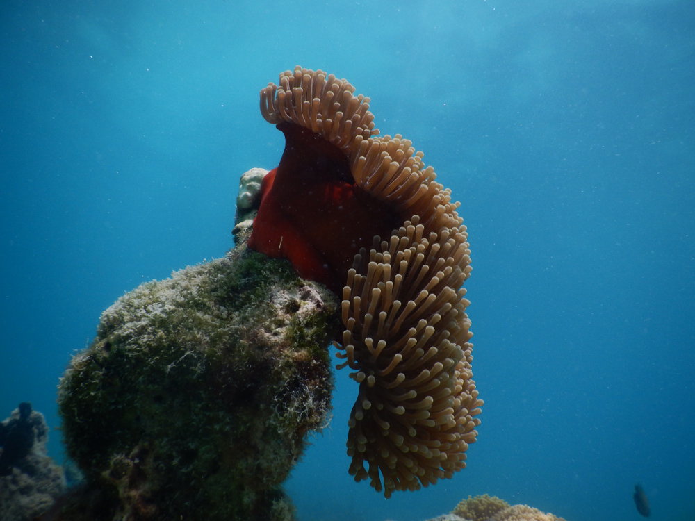 Zanzibar - Anemone: Heteractis magnifica