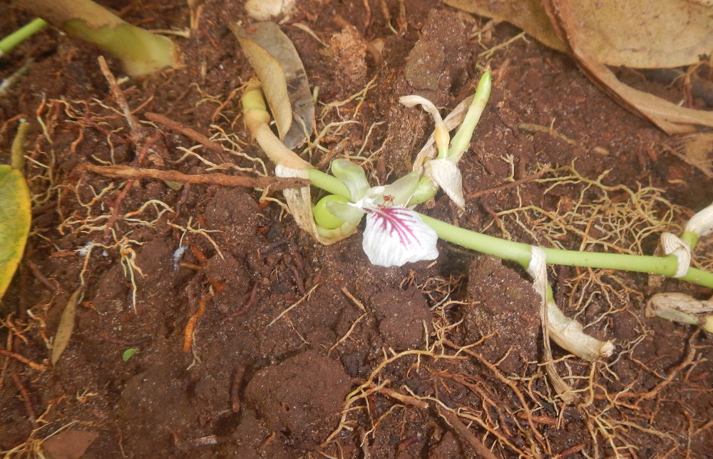 Tanzania - pianta
