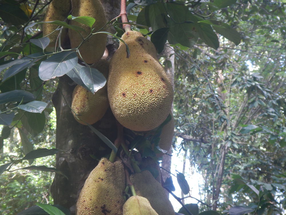 Tanzania - Jackfruit (Artocarpus heterophyllus)