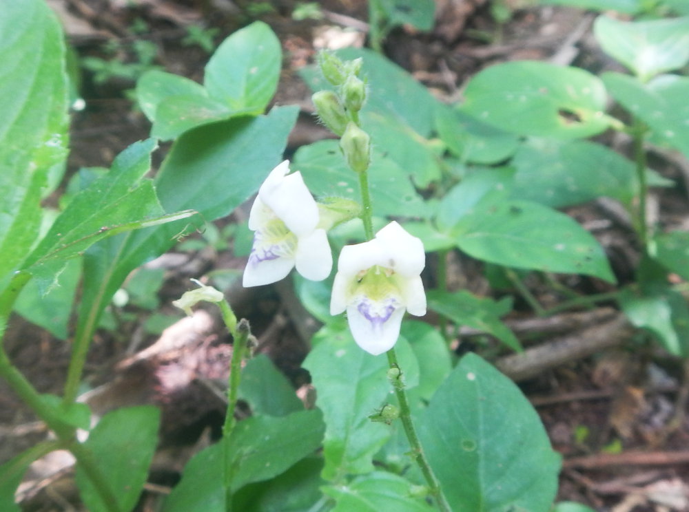 Zanzibar - Pianta:  Asystasia gangetica (Acanthaceae)