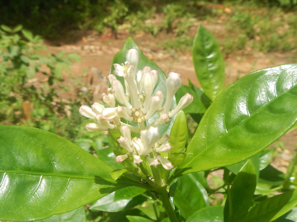 Zanzibar - Pianta: Rubiaceae:  cfr. Chassalia sp. (o altri)