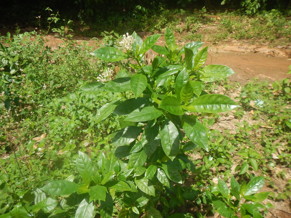 Zanzibar - Pianta: Rubiaceae:  cfr. Chassalia sp. (o altri)