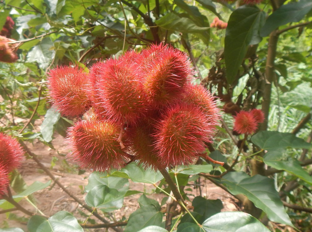 Zanzibar - Bixa orellana L. (Bixaceae)