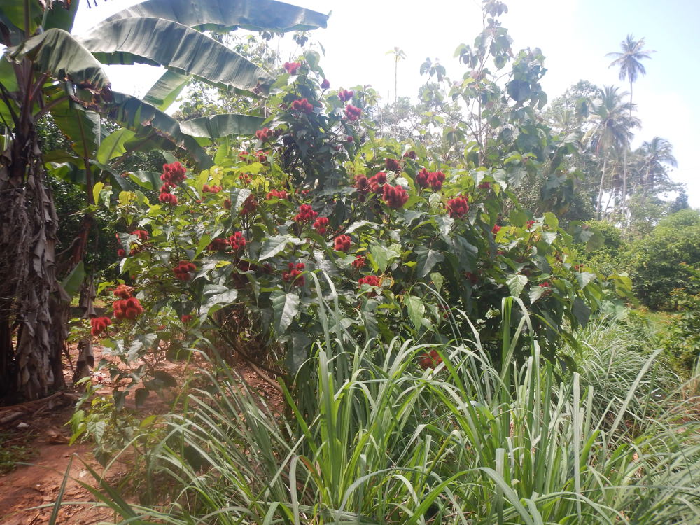 Zanzibar - Bixa orellana L. (Bixaceae)