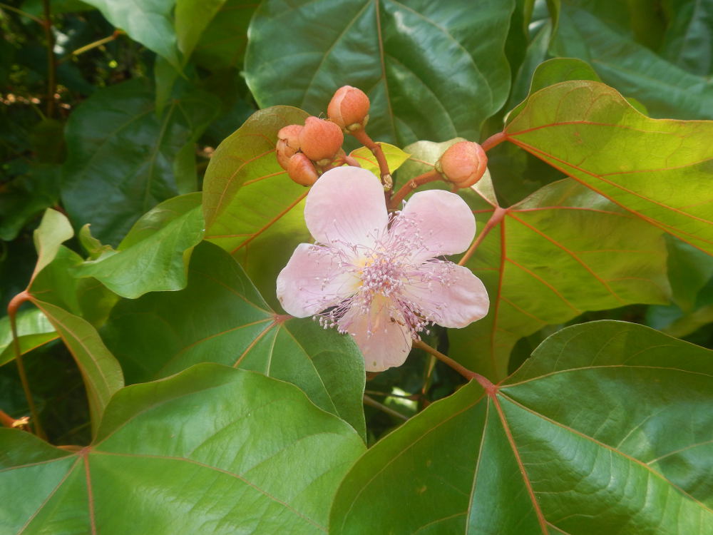 Zanzibar - Bixa orellana L. (Bixaceae)