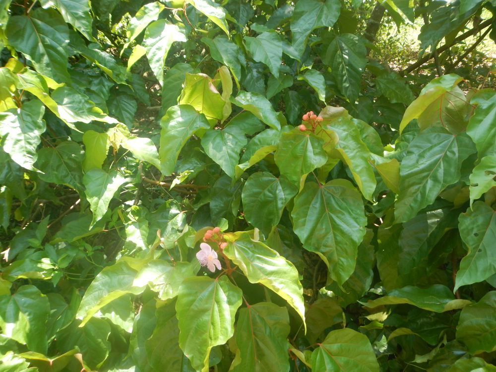 Zanzibar - Bixa orellana L. (Bixaceae)