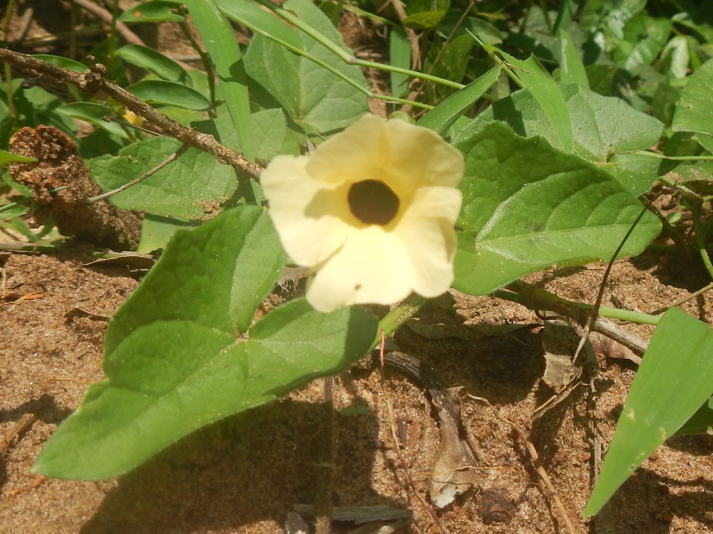 Zanzibar - Altra pianta:  Thunbergia alata (Acanthaceae)