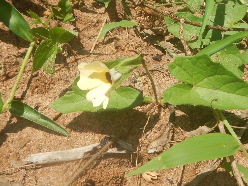 Zanzibar - Altra pianta:  Thunbergia alata (Acanthaceae)