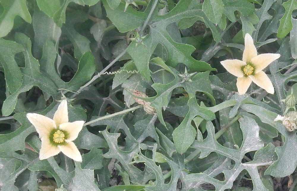 Zanzibar : Cucurbitacea