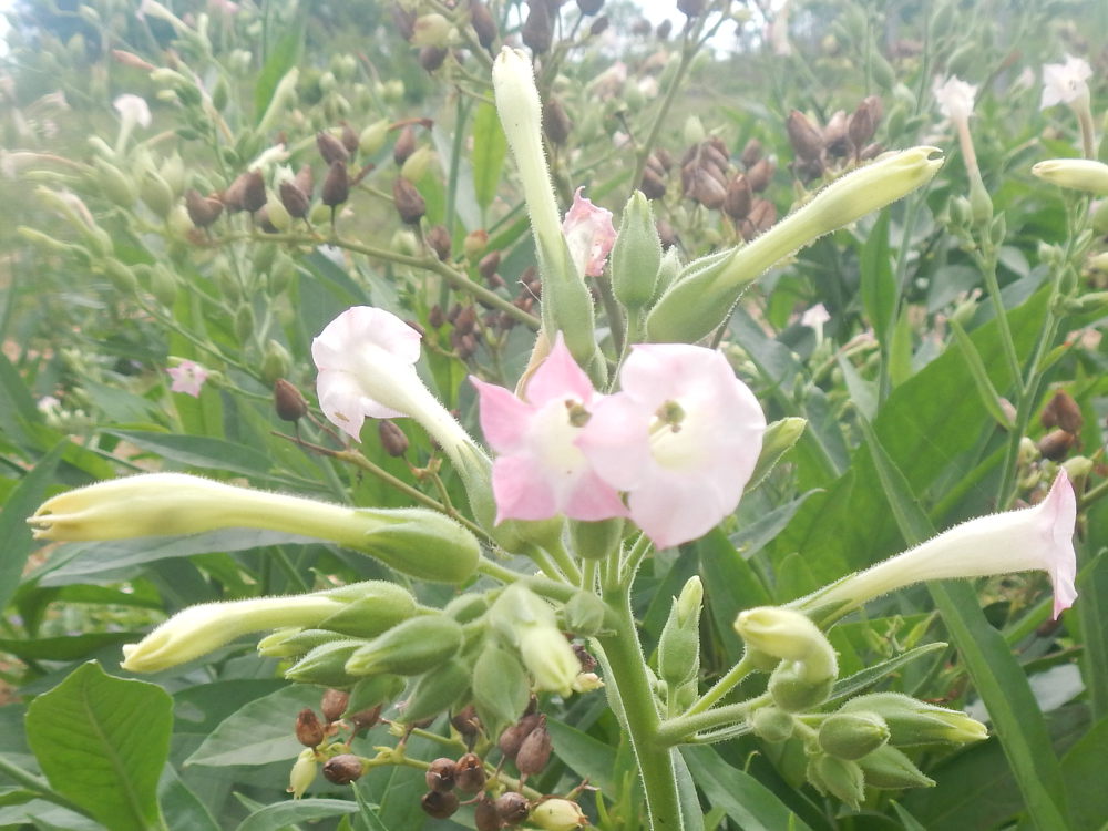 Zanzibar - Nicotiana tabacum  (Solanaceae)