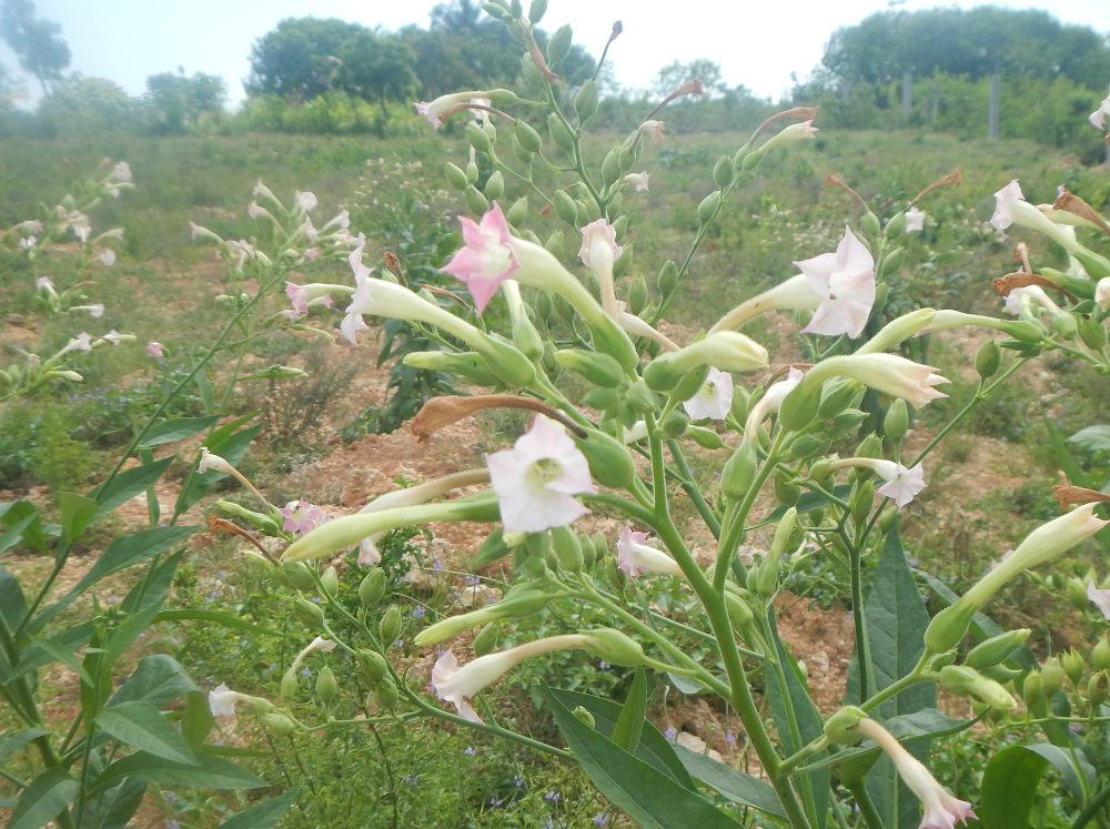 Zanzibar - Nicotiana tabacum  (Solanaceae)