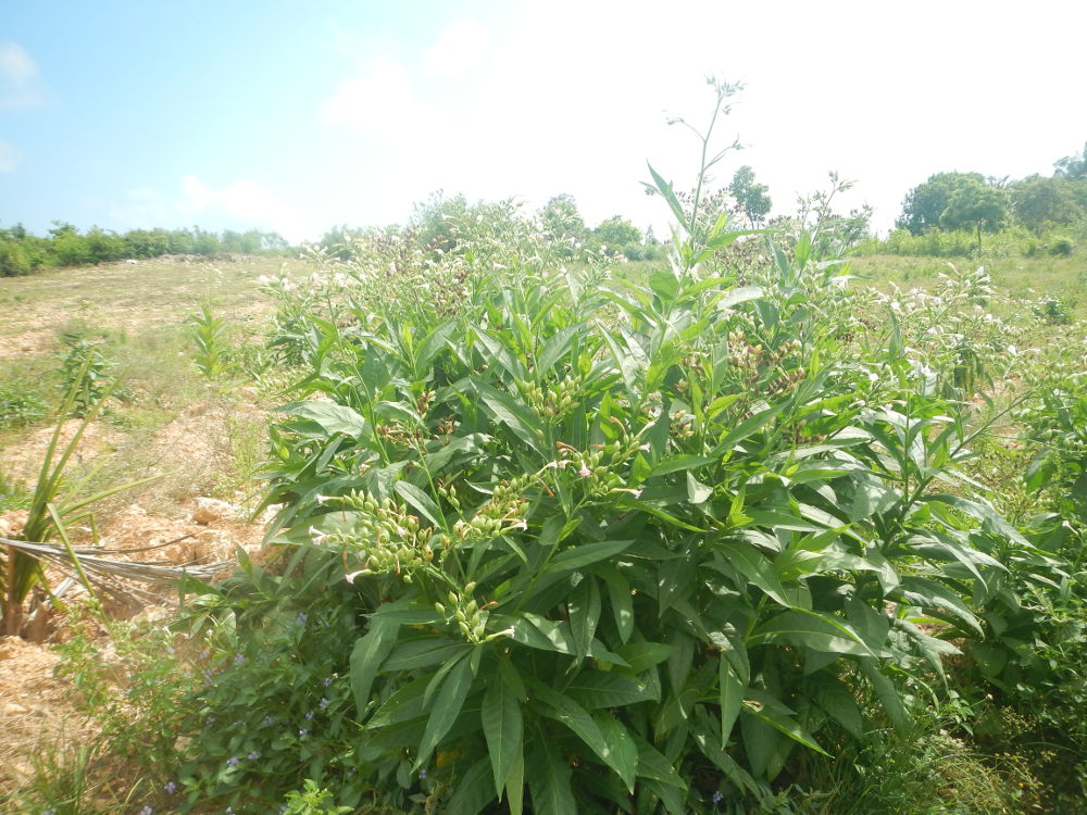 Zanzibar - Nicotiana tabacum  (Solanaceae)