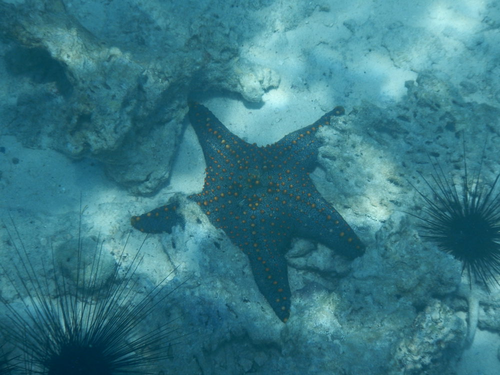Zanzibar - Stella marina:  cfr. Pentaceraster mammilatus