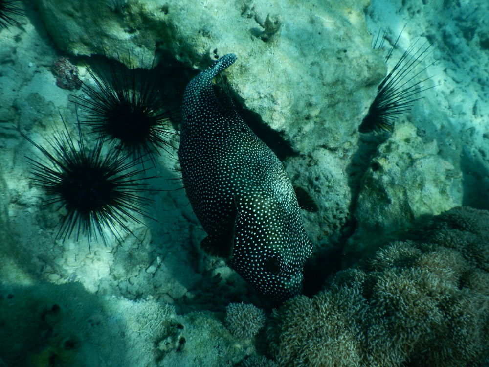 Zanzibar - Pesce pallla:  Arothron meleagris