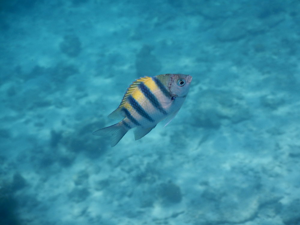 Zanzibar - Pesce: Abudefduf vaigiensis