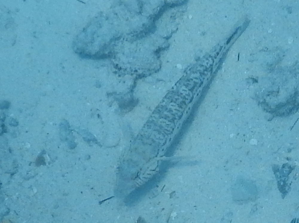 Zanzibar - Pesce: Parapercis hexophtalma