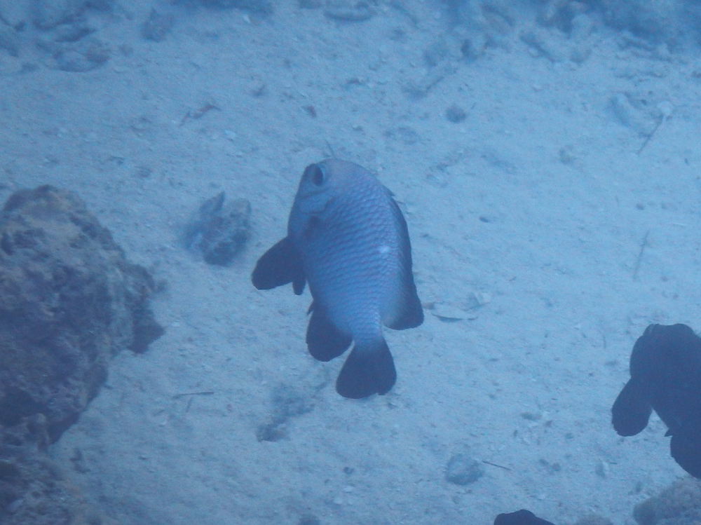 Zanzibar - Pesce: Dascyllus trimaculatus