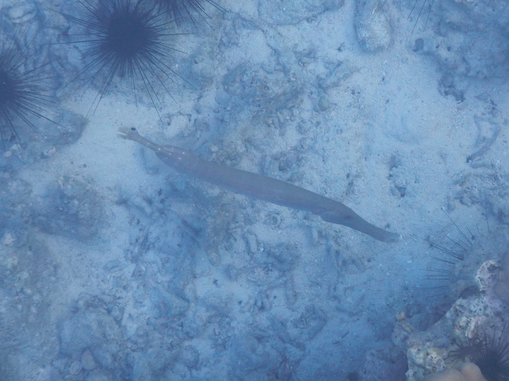 Zanzibar-Pesci:Aulostomus chinensis e Fistularia commersonii