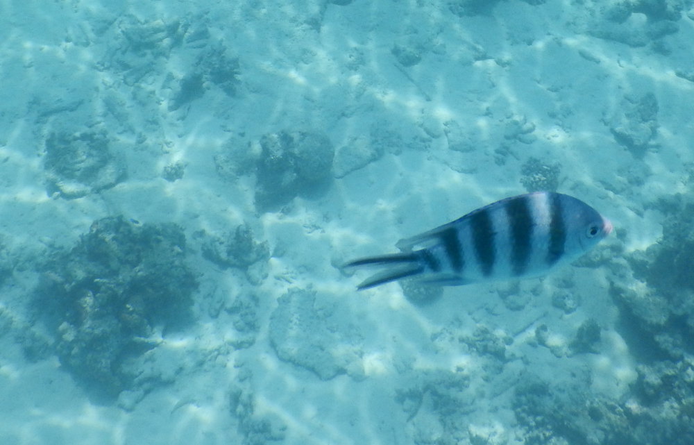 Zanzibar - Che pesce ?  Abudefduf sexfasciatus