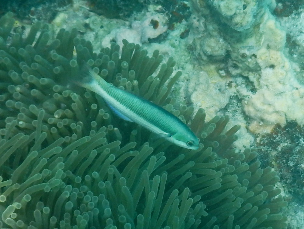 Zanzibar - Che pesce ?  Thalassoma amblycephalum