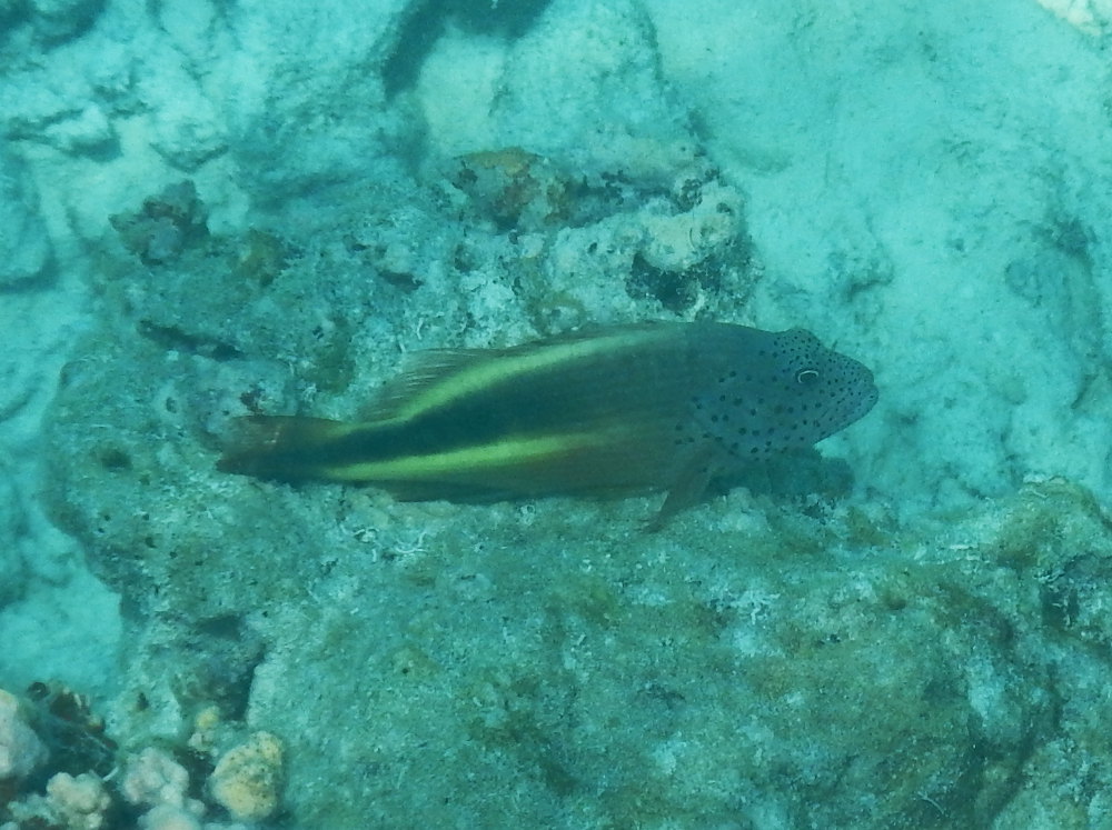 Zanzibar - Pesce falco / Paracirrhites forsteri