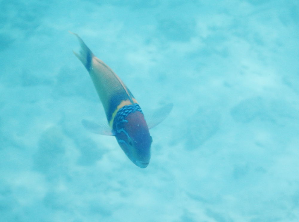 Zanzibar -Pesce: Thalassoma hebraicum